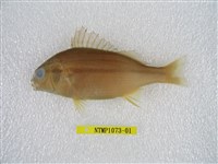 藏品(四線雞魚)的圖片